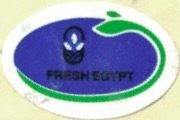 Fresh egypt