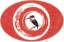 sansnom (oiseau)