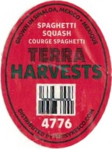 Terra Harvests grown in sinaloa mexico mexique spaghetti squash courge spaghetti 4776 distributed by thesykesco.com